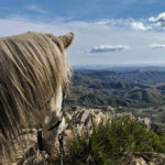 Eldorado Trek New Photo-1